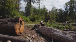Best Emergency Tree Removal  in Hurstbourne, KY