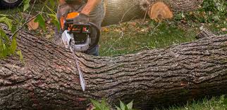 Best Grass Overseeding  in Hurstbourne, KY