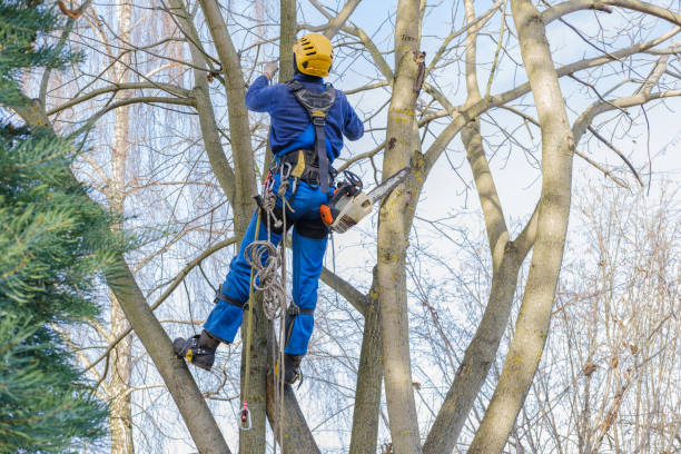 Best Tree Removal  in Hurstbourne, KY