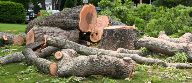 Best Tree and Shrub Care  in Hurstbourne, KY