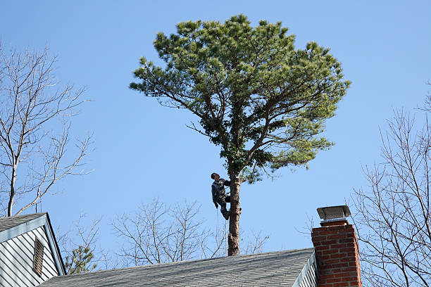 How Our Tree Care Process Works  in  Hurstbourne, KY